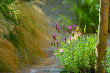 Bumblebee on a flowering plant in a colorful garden in bright sunlight in summer, Almere, Flevoland, The Netherlands, August, 2022