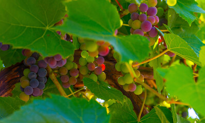 Vines and grapes growing in a garden in bright sunlight in summer, Almere, Flevoland, The Netherlands, August, 2022