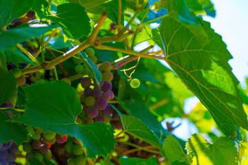 Vines and grapes growing in a garden in bright sunlight in summer, Almere, Flevoland, The Netherlands, August, 2022