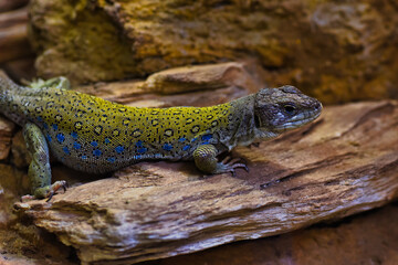 lizard on a rock