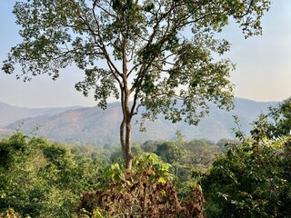 tree in the mountains