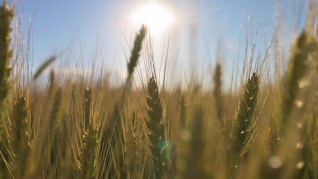 Golden wheat colossus waving with the wind. 4k video footage in slow motion