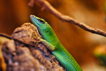 green lizard on a branch