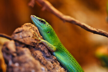 Naklejka na ściany i meble green lizard on a branch