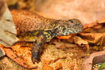 lizard on a rock