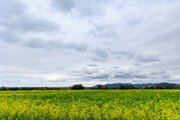 秋に咲く菜の花「秋の北海道」