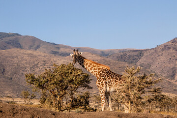 A giraffe eating from a acacia tree
