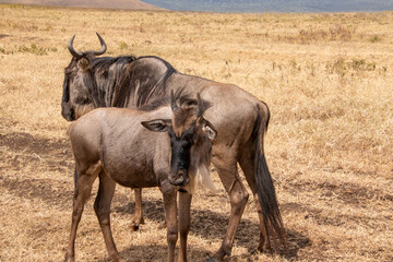A mother wildebeest with a young on