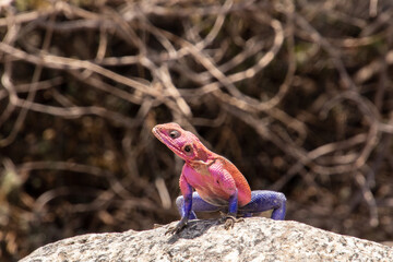 A male agama lizard standing on a rock