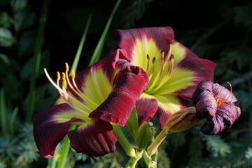 Inflorescence of daylily Hemerocallis Jamaican me Crazy. The opened flowers and the withered flower.

