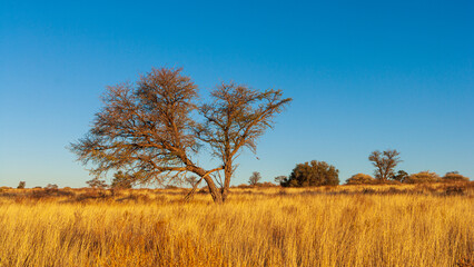 Savanna landscape with dry grass and Camelthorn trees (Vachellia erioloba), typical of the Kalahari desert, Kgalagadi National Park in South Africa - obrazy, fototapety, plakaty