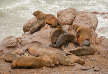 Naklejka premium Cape Fur Seals (Arctocephalus pusillus) sleeping and resting on the rocks of the coast of Namibia, seal colony at Cape Cross
