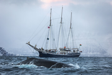 Fototapeta premium Humpback and Rembrandt van Run 2