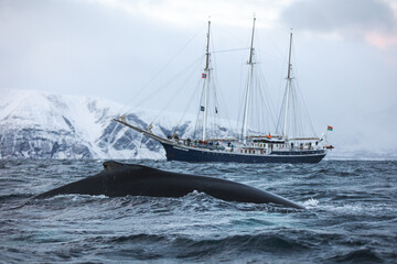 Fototapeta premium Rembrandt van Rijn with Humpback in arctic waters
