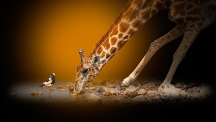 Close up of Giraffe (Giraffa camelopardalis) drinking from a well and blacksmith lapwing (Vanellus armatus) against stylized dark background
