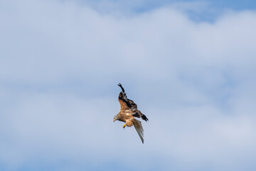 Rot Milan auf Futtersuche