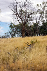 Rural view with dry grass red dirt and gum trees near Cobar, NSW, Australia