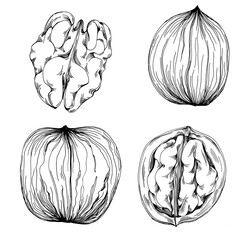 Walnut hand-drawn Vector Illustration isolated on white background. Retro style farm product for restaurant menu, market label, logo, emblem and kitchen design. Decoration for food packaging.