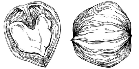 Walnut hand-drawn Vector Illustration isolated on white background. Retro style farm product for restaurant menu, market label, logo, emblem and kitchen design. Decoration for food packaging.