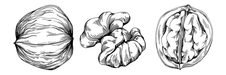 Walnut hand-drawn Vector Illustration isolated on white background. Retro style farm product for restaurant menu, market label, logo, emblem and kitchen design. Decoration for food packaging.