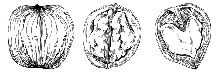 Walnut hand-drawn Vector Illustration isolated on white background. Retro style farm product for restaurant menu, market label, logo, emblem and kitchen design. Decoration for food packaging.