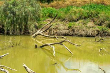 Submerged tree branches reflecting in river, Hillston, NSW, Australia