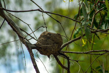 Empty birds nest made of mud and sticks