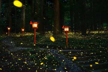 神社　夜に舞う蛍