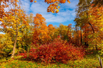 Autumn foliage in Alexander park, Pushkin (Tsarskoe Selo), Saint Petersburg, Russia