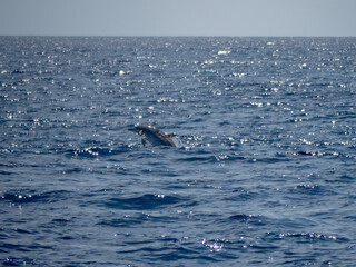 Fototapeta premium dauphin 5