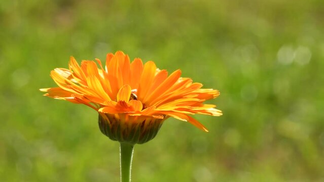 Common marigold, medicinal plant with flower and green, blurred,empty background