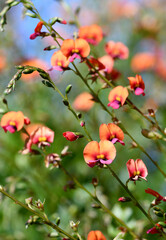 Orange and pink flowers of the Australian native Heart Leaf Flame Pea, Chorizema cordatum, family Fabaceae. Endemic to Eucalyptus forests of south-west Western Australia. Winter to spring flowering.