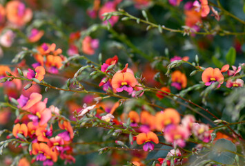 Orange and pink flowers of the Australian native Heart Leaf Flame Pea, Chorizema cordatum, family Fabaceae. Endemic to Eucalyptus forests of south-west Western Australia. Winter to spring flowering.