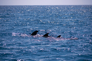 dophin balein madère 2