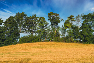 Trees by a field at Kraby, Toten, Norway, in the morning light.