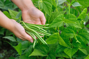 female hands holding heap of picked green beans on vegetable garden