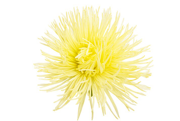 aster flowers isolated