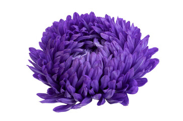 aster flowers isolated