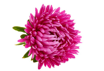 aster flowers isolated