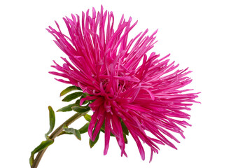 aster flowers isolated