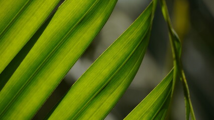 Obraz premium Palm leaves green pattern, abstract tropical green background.