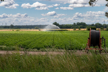 watering a potato field in Germany under a blue sky with white clouds