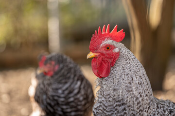 Freilandhühner auf einem Bauernhof