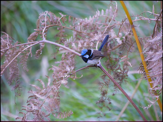 Blue Wren On Fern