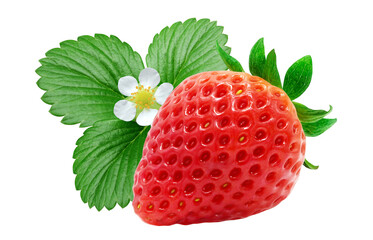 いちご 苺 イチゴ イラスト リアル 葉 花 セット