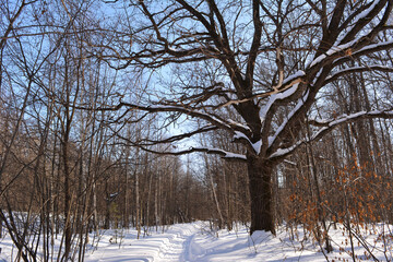 Winter landscape with beautiful oak tree near walking path in snow.
