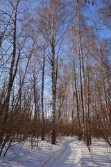 Pathway in snow among leafless birch trees in winter forest.