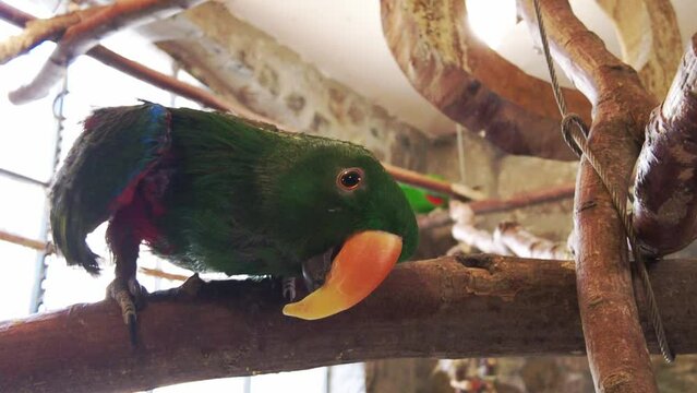 parrot eclectus close-up , 4 k video. Tropical bird