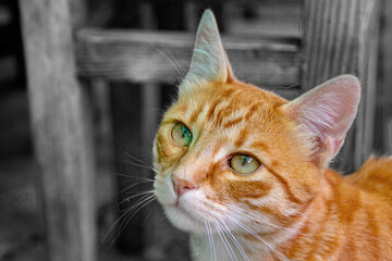 Face cat brown close-up posing