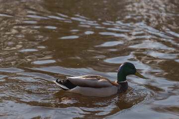 Male common duck swimming in a lake or pond